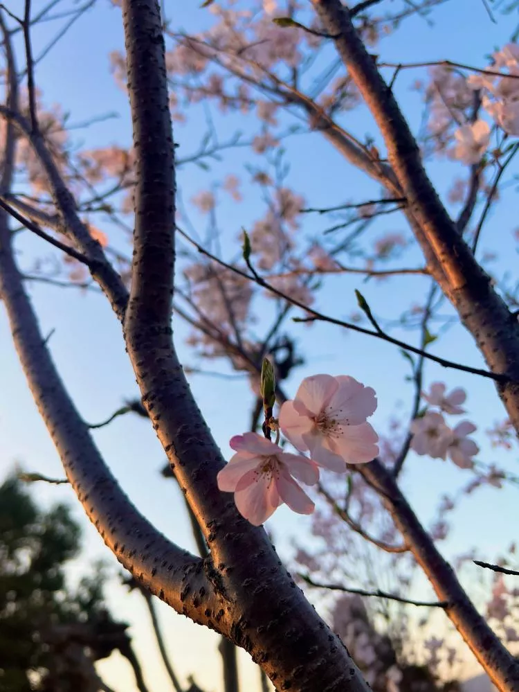 さくら写真