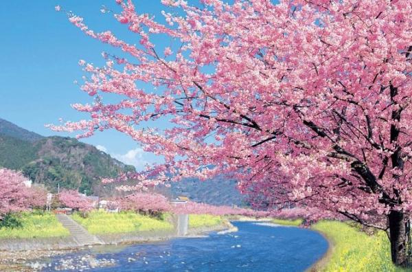 桜も満開ですね