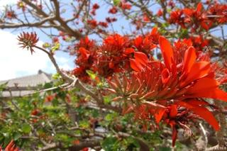 デイゴの花が咲き乱れ -今日は沖縄戦が 終わった日-